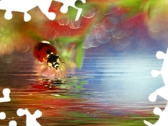 Bokeh, Czerwony, Biedronka, Owad