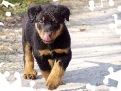 szczeniak, Rottweiler, Słodki