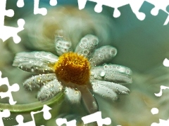Bokeh, Kwiat, Margerytka, Biały