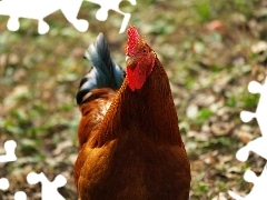 Kogut