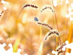 Motyl, Trawa