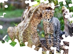 Gepard, Młody