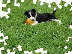 Border Collie, Trawa, Szczeniak, Piłeczka