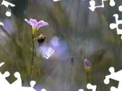 Kwiat, Bokeh, Fioletowy
