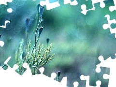 Rośliny, Bokeh, Makówki