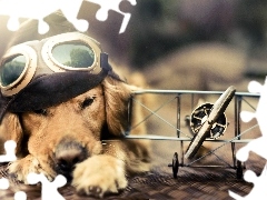 Labrador Retriever, Gogle, Pies, Czapka