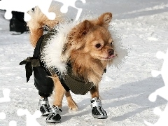 Chihuahua długowłosa, Śnieg, Pies, Buty