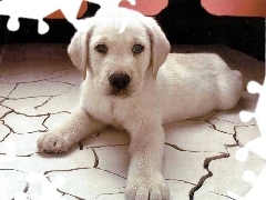 Piesek, Labrador Retriever, Biały