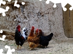 Kury, Kogut