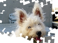 Uszy, Duże, Pies, Dandie Dinmont Terrier, Pyszczek