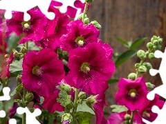 Malwy, Purpurowe