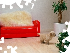 Sofa, Podłoga, Mały, Kwiatek, Szczeniak