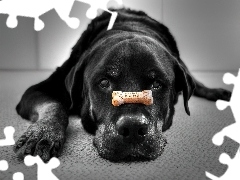 Labrador Retriever, Kostka, Czarny, Pies