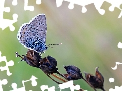Modraszek, Owad, Motyl