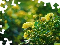 Bokeh, Kwiaty, Żółte, Róże
