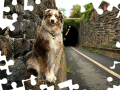 Tunel, Droga, Owczarek australijski, Australian shepherd