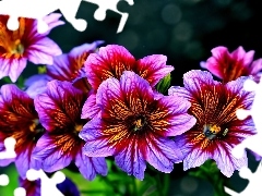 Purpurowe, Kwiaty