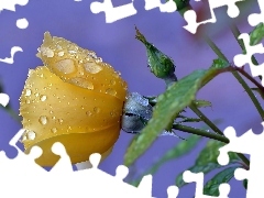 Niebo, Rosa, Żółta, Róża