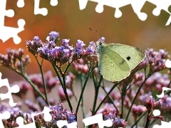 Owad, Kwiaty, Motyl, Bielinek