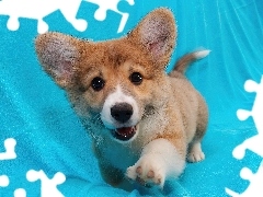 piesek, Welsh corgi pembroke, mały