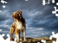 Owczarek australijski-australian shepherd