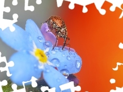 Rosa, Kwiat, Niezapominajka, Owad, Makro, Słonik Żołędzi