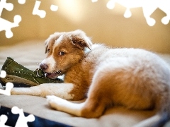 But, Australian shepherd, Pies, Owczarek australijski