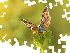 Modraszek, Owad, Motyl