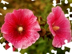 Rosa, Krople, Różowe, Malwy