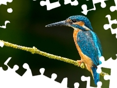 Zimorodek