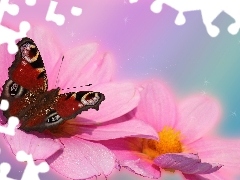 Różowe, Owad, Motyl, Dalie, Rusałka Pawik