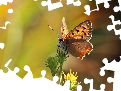 Lato, Owad, Motyl, Czerwończyk