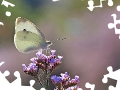 Owad, Biały, Motyl, Bielinek