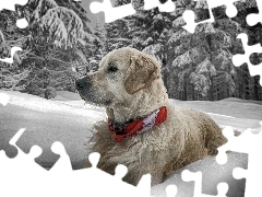 Obroża, Śniegu, Pies, Zima, Golden Retriever, Dużo