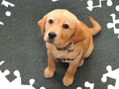 Labrador Retriever, Obroża, Biszkoptowy, Piesek