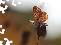 Modraszek, Owad, Motyl