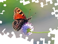 Owad, Motyl, Rusałka, Pawik