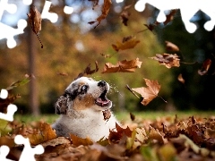 Owczarek australijski-australian shepherd, Liście