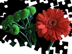 Gerbera, Czerwone, Kwiaty, Zielone