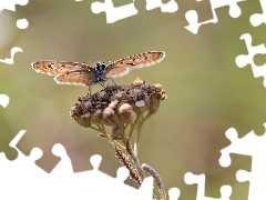 Modraszek, Owad, Motyl