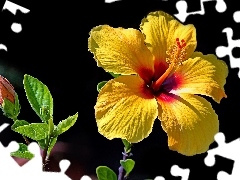 Pąk, Kwiat, Żółty, Hibiskus