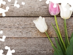 Kwiaty, Tulipany