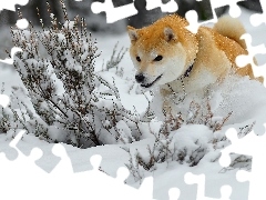 Akita, Zima, Piesek, Śnieg