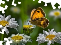 Motyl, Margerytka