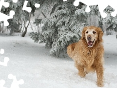 Golden Retriever, Zima, Rudy, Pies