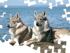 Wilki, Dwa