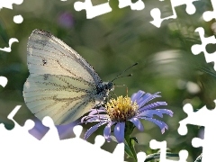 Astry, Motyl, Bielinek, Biały