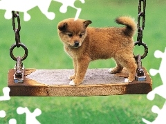 Huśtawka, Akita, Szczeniak