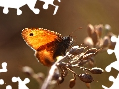Motyl, Owad, Przestrojnik