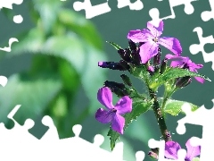 Kwiatuszek, Lunaria, Fioletowy